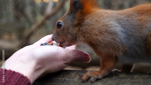 Foto Wild fluffy squirrel taking nuts from female arm and gnawing it outdoor