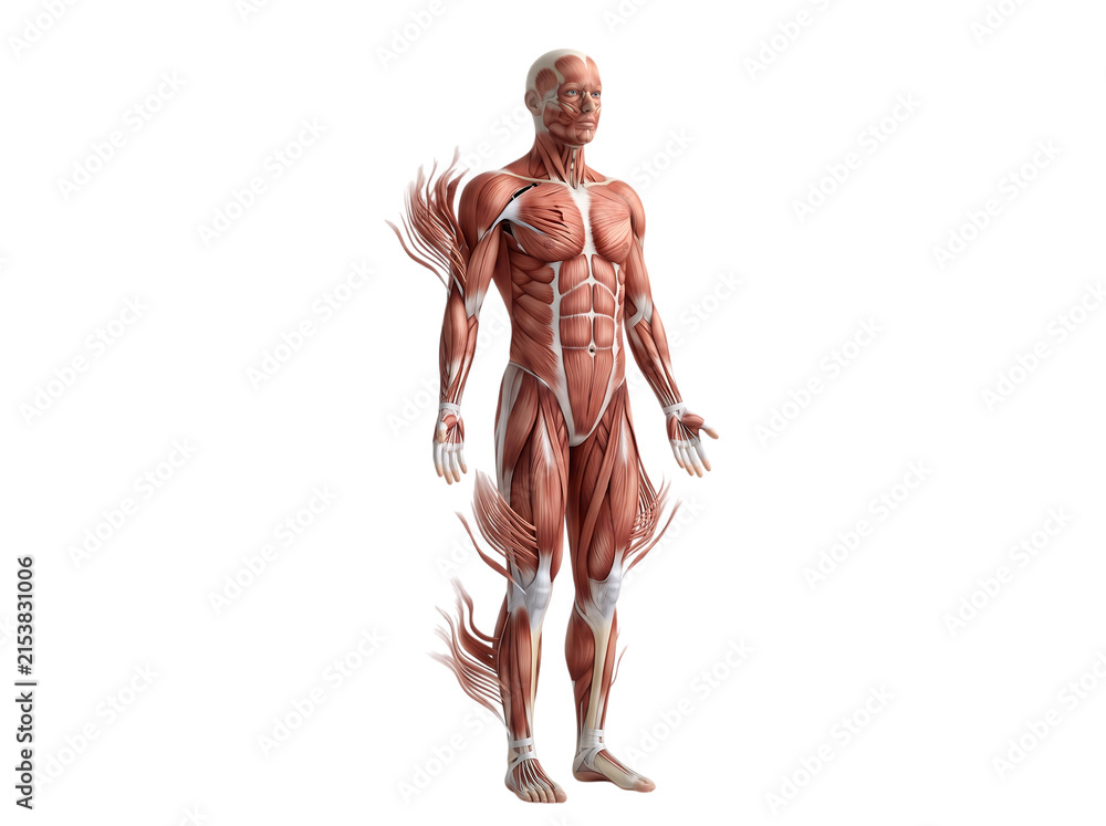 Fototapeta premium Fullbody male human anatomy muscular system model showing individual muscle groups and fibers in a detailed scientific medical illustration transparent background