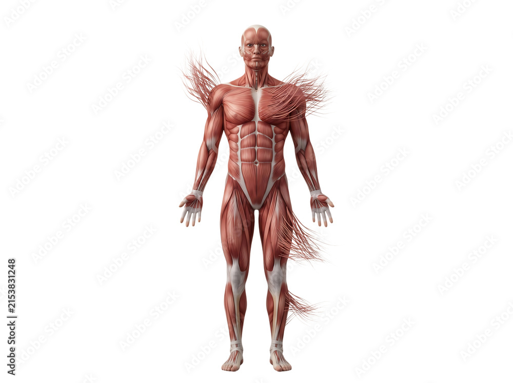 Fototapeta premium Full body human muscular system anatomical chart showing muscle fibers and structure of the male anatomy isolated on a white background transparent background