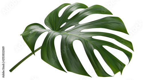 Obraz na plátně Large green monstera deliciosa leaf with natural holes, isolated on transparent