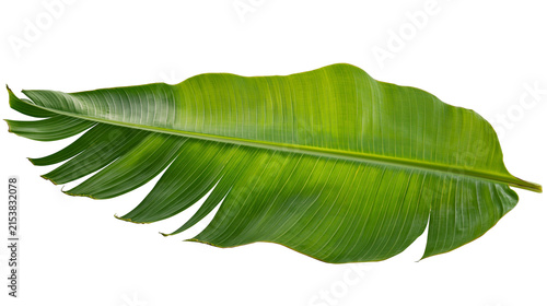Photography Large vibrant green banana leaf with prominent veins, isolated on transparent ba