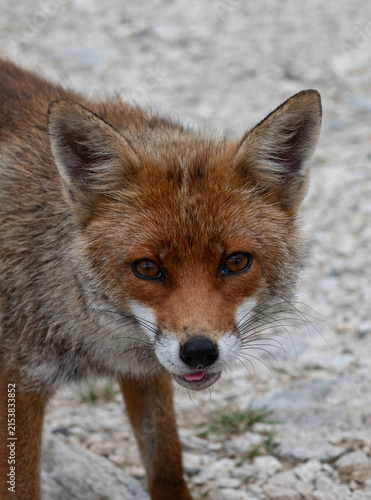 Portrait of a Fox