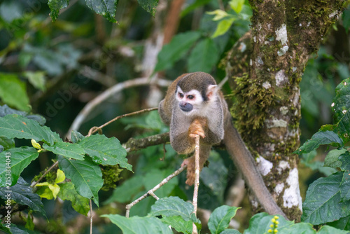 Photography Ecuadorian squirrel monkey (Saimiri cassiquiarensis macrodon) on a thin branch i