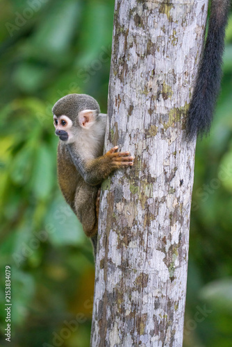 Canvas Print Ecuadorian squirrel monkey (Saimiri cassiquiarensis macrodon) climbing a tree tr