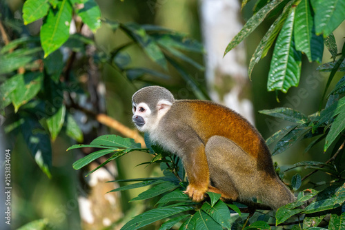 Fotografía Ecuadorian squirrel monkey (Saimiri cassiquiarensis macrodon) in a tree in Archi