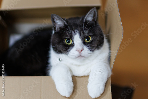 Konstfotografi 箱の中の猫