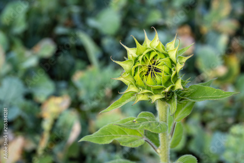 фотографія Unopened sunflower bud with curling green bracts and a developing flower head against a soft natural background