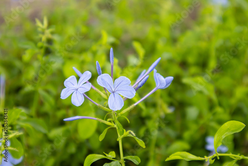 Canvastavla Blue flower wildflower plumbago green foliage garden close up selective focus so