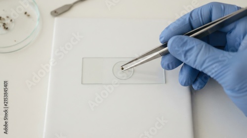 Scientist in blue gloves examining sample on microscope glass slide in laboratory for analysis