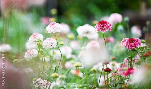 Various Shades of Pink Scoop Scabiosa Flowers Growing in Garden