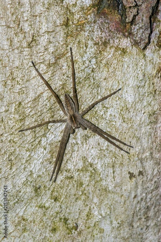 Bild auf Leinwand Closeup on a Nursery web spider, Pisaura mirabilis on the bark of a tree