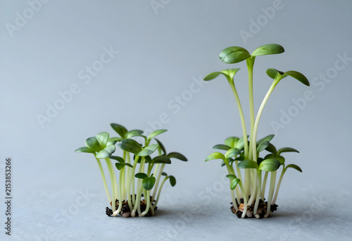 Two clusters of green micro...