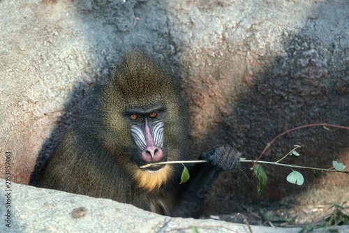 小枝をくわえてこちらを見つめるマンドリル