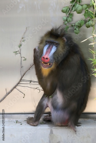 座って振り向くオスのマンドリル