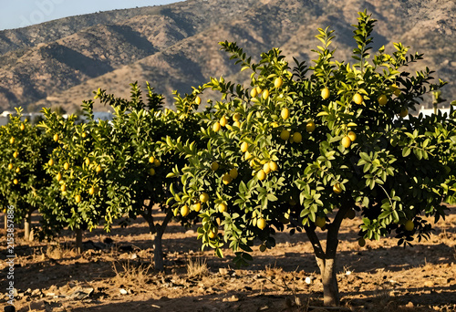 Lemon trees in an orchard w...