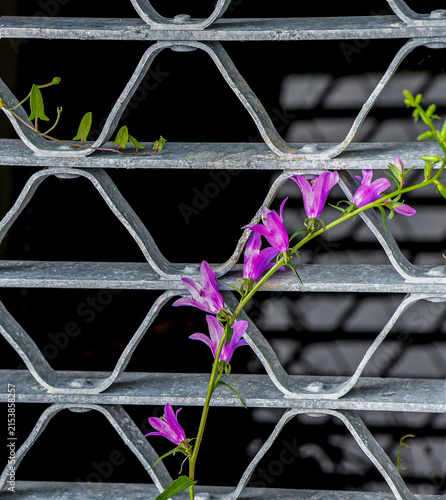 Purple pea-family flowers growing through a grate, closeup, sun and shadow