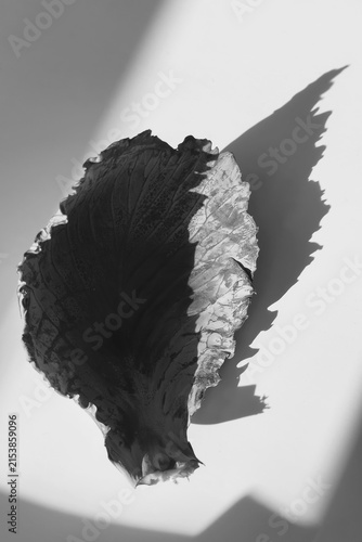 Leaf resting on a surface with a shadow during daylight hours in a bright space
