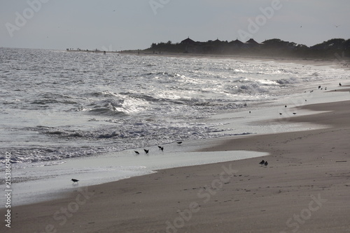 A flock of sandpipers scavenge along the shoreline for food.