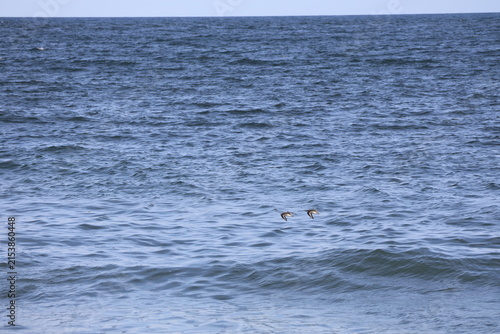Sandpipers and seagulls take flight over the coast of Cape May New Jersey.