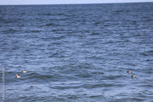 Sandpipers and seagulls take flight over the coast of Cape May New Jersey.