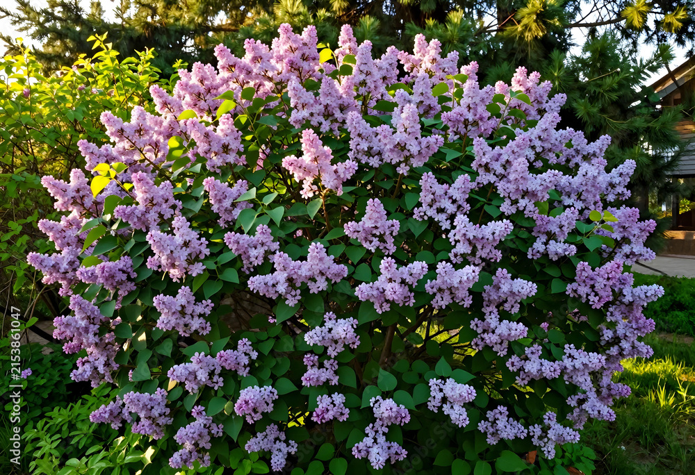 Fototapeta premium Lush purple lilac bush in full bloom during springtime, garden and nature background, fragrant flowers and green leaves
