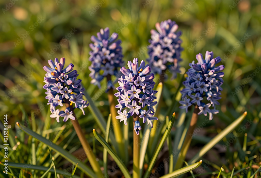 Fototapeta premium Purple hyacinth flowers blooming in a garden, spring season and nature concept, floral beauty and growth