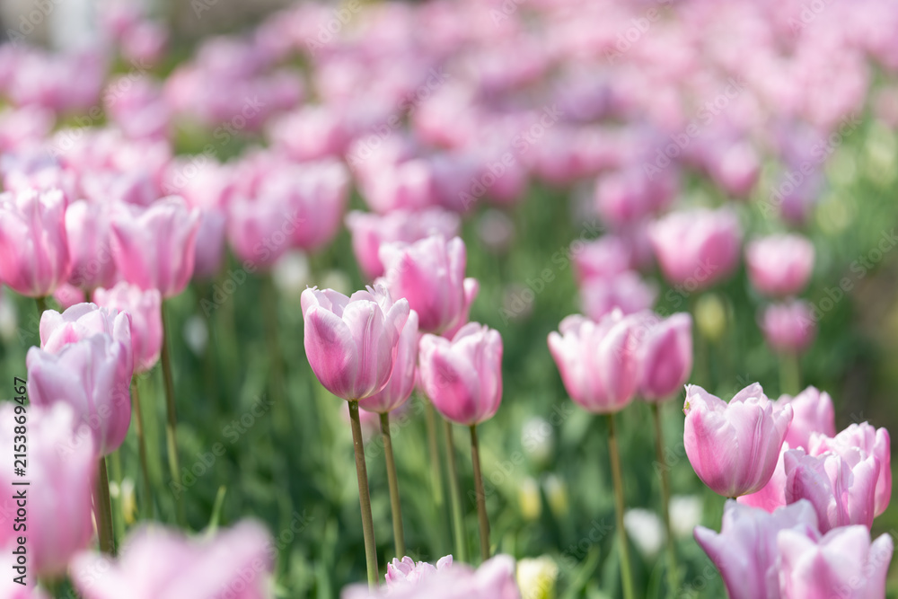 Fototapeta premium 満開に咲き誇る一面のピンクのチューリップの花畑