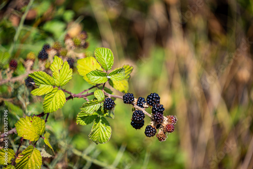 Ripe Wild Blackberries Growing on Bramble Bush in Nature