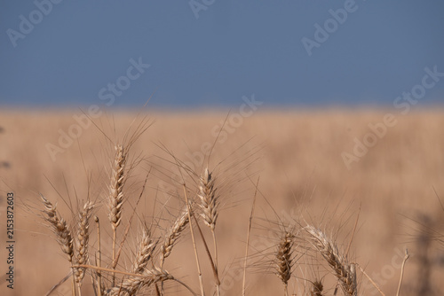 Ripe Wheat Ears Close Up Against Blue Sky in Summer Field