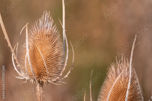 Dried Teasel Seed Heads Close Up in Autumn Field
