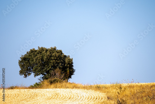 Lone Holm Oak Tree on Golden Hillside with Copy Space