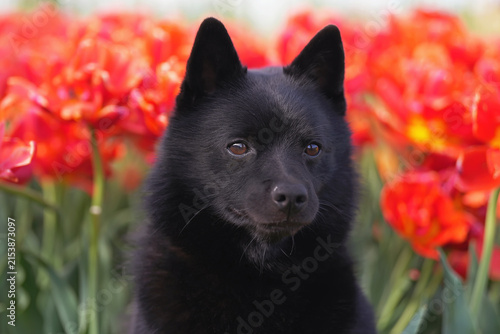 The portrait of a cute Schipperke dog posing outdoors with red tulips in spring