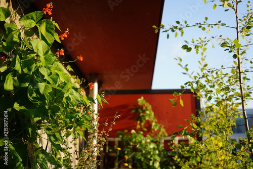 detail of an urban balcony with  flowering scarlet runner bean (Phaseolus coccineus) covered with clusters of vivid scarlet-red flowers.