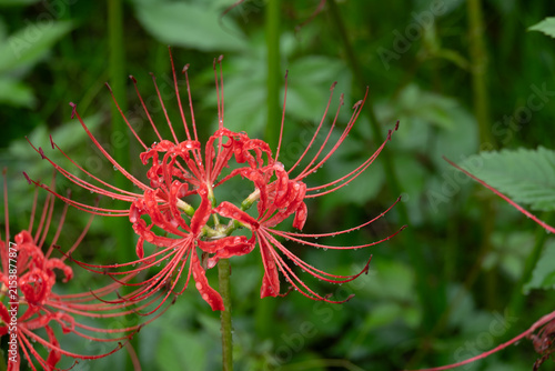 Photography Beautiful Red Spider Lily with Dewdrops in Green Nature