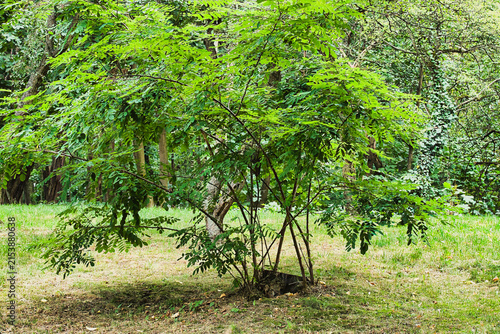 Canvastavla Black locust, a shrub growing in the park in summer
