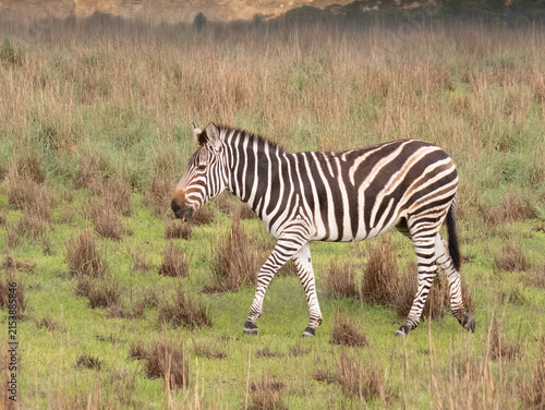 Canvas Print A zebra walking in grassland