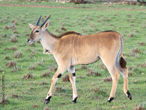 Bild auf Leinwand An oryx walking in grassland; side view