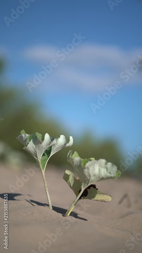 Young plant with silvery leaves grows from beach sand under clear blue sky. Symbol of resilience, hope, growth and new life on the coastal shore.