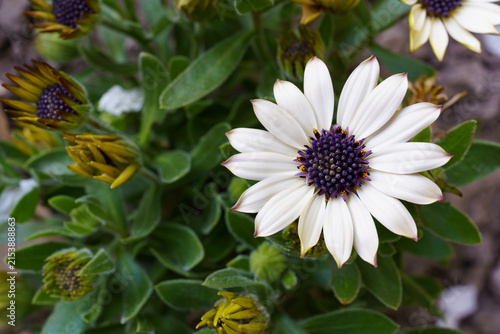 Flowers bloom in a garden showing colors and shapes during late spring