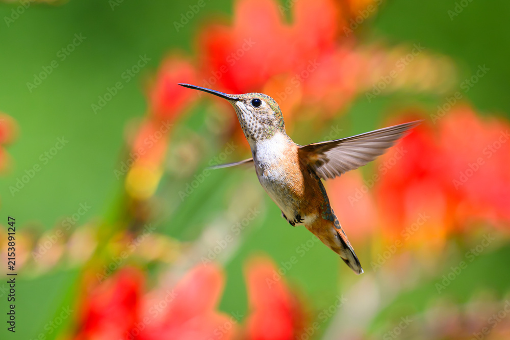 Obraz premium Rufous hummingbird selasphorus rufus hovering with out of focus crocosmia red flowers in summer