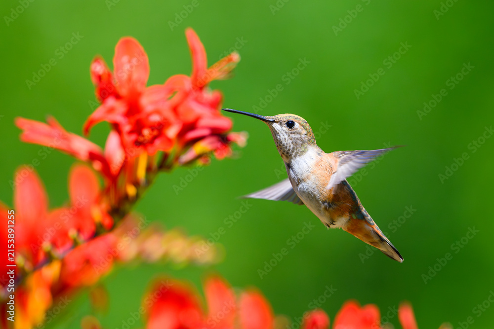 Obraz premium Rufous hummingbird selasphorus rufus hovering in profile with out of focus crocosmia red flowers in summer