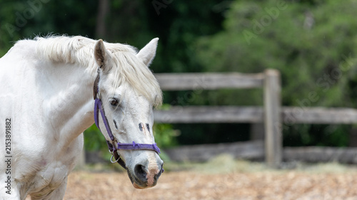 Canvastavla A close-up profile shot of a majestic white horse wearing a purple halter in a paddock