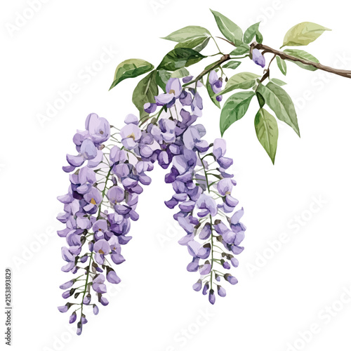 Wisteria Branch, watercolor vector portraying a joyful pose with colorful highlights, isolated on a white background.