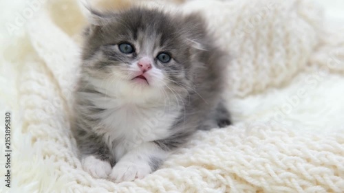 Adorable Fluffy Grey and White Kitten Resting on Soft Cream Wool Blanket 4K Video Footage Showing Curious Blue Eyes and Gentle Movement
