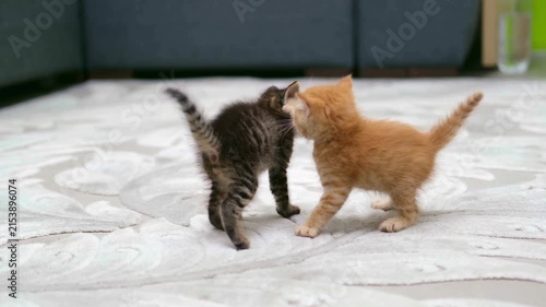 Two Playful Kittens Wrestling on Living Room Carpet High Quality 4K Footage Depicting Domestic Pet Behavior and Charming Feline Interaction for Lifestyle Projects