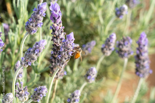 Close up of purple lavender flowers blooming in a garden with soft natural background