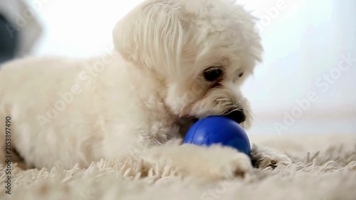 Close up of an adorable Maltese puppy chewing on a blue rubber ball on a soft white rug 4k footage capture of domestic pet play time