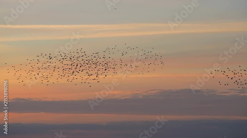 Large Flock of European Starlings Murmuration Flying in Formation During Golden Hour Sunset 4k Video Footage