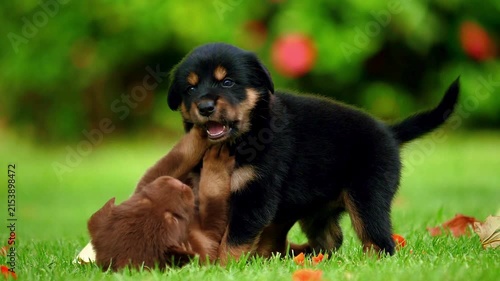 Two adorable Rottweiler puppies playing and wrestling in a vibrant green grass meadow 4k footage capturing energetic canine movement in an outdoor park setting with natural daylight