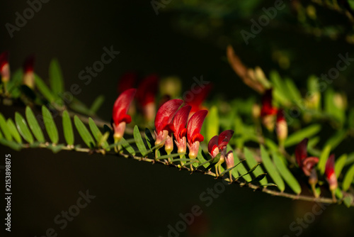 Obraz na plátně Red pea flowers blooming on a native plant with green foliage and soft natural b